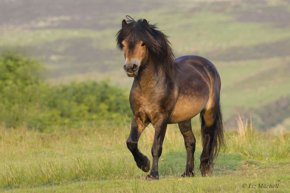Exmoor Pony Trotting Exmoor Wildlife Safaris