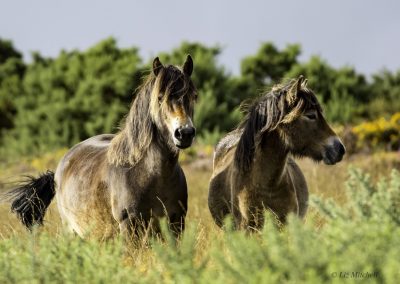 ews-emoor-ponies-in-grass