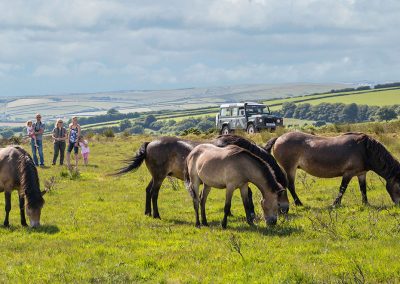 ews-safari-experience-exmoor-ponies-grazing