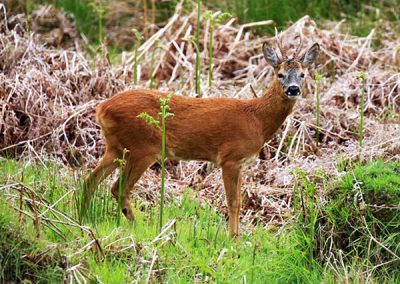 ews-roe-deer-red