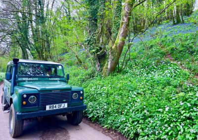 EWS - Exmoor Safari Bluebells