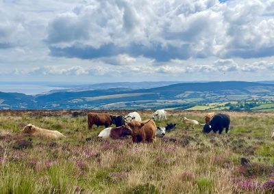 EWS - Exmoor Safari Cattle