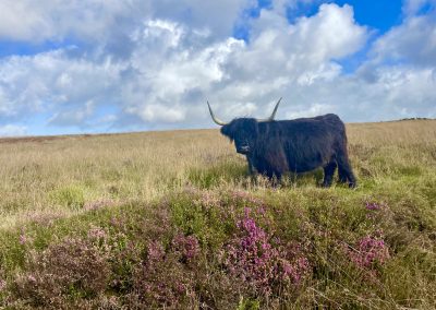 EWS - Exmoor Safari Cow
