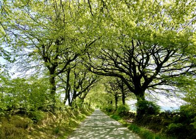 EWS -Exmoor Safari Lane