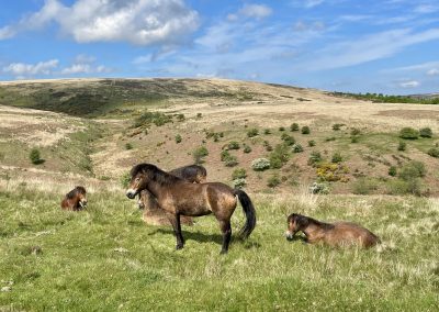 EWS - Exmoor Safari Ponies